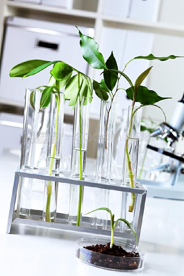 生物學(xué)實(shí)驗(yàn)室中的綠色植物 自然科學(xué)研究的試驗(yàn)與發(fā)展