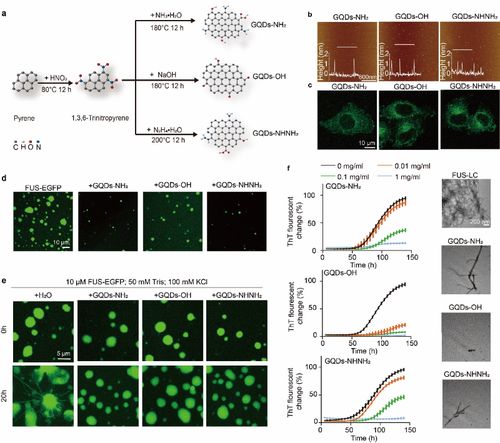 上海交大代彬團隊在石墨烯量子點調控蛋白異常相分離研究中取得重要突破